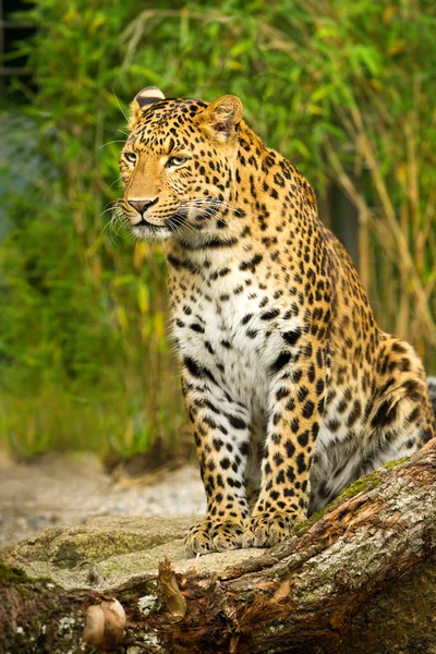 Leopard sitting on a Rock