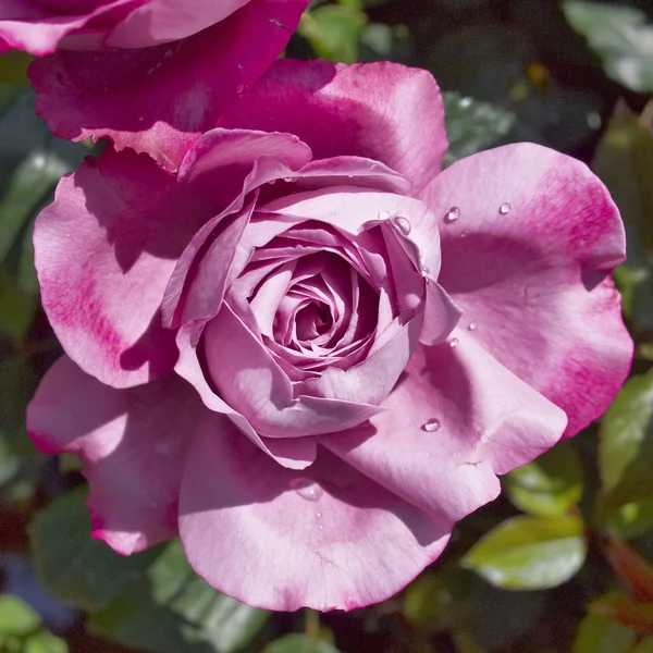 Wet dark pink rose