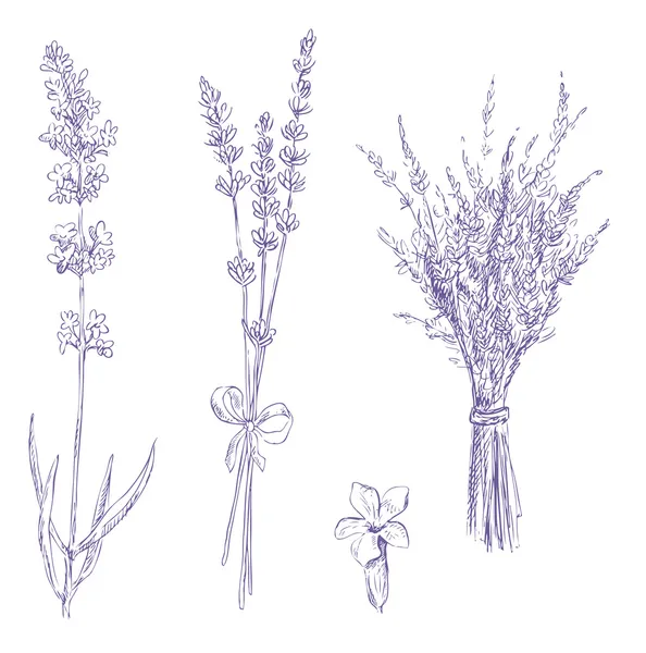 Vector Lavender