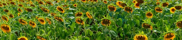 Panoramic banner of sunflowers
