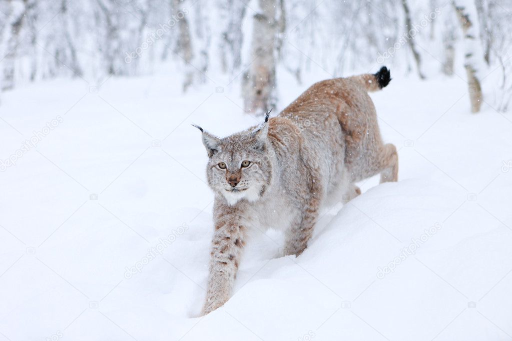 http://static9.depositphotos.com/1689116/1182/i/950/depositphotos_11829377-Lynx-in-the-snow.jpg