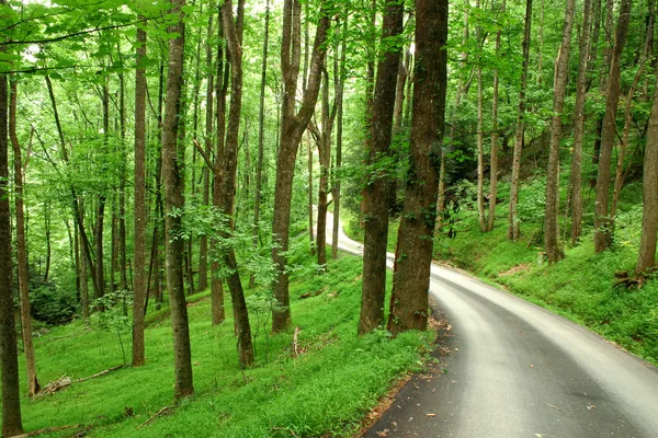Country road through green mountain forest