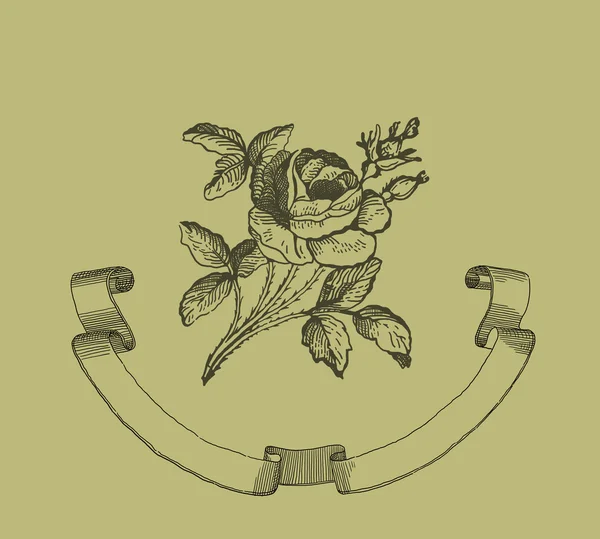 Old rose illustration