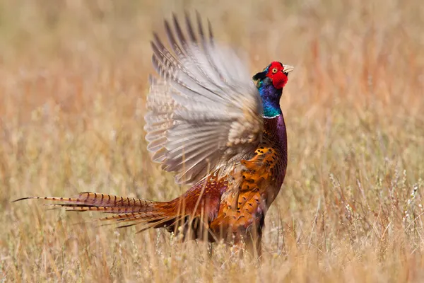 Pheasant flapping its wings
