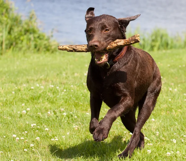 Brown labrador running with a stick
