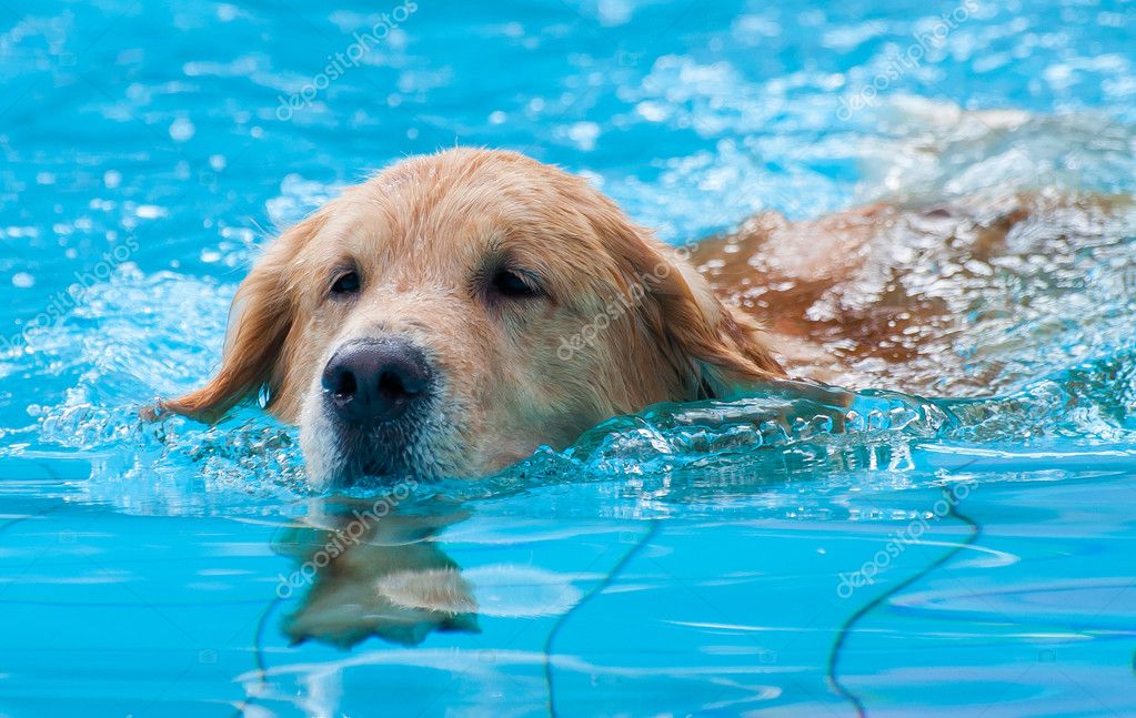 golden retriever swimming golden retriever swimming stock photo 169 remixon 11929817 golden retriever swimming golden retriever swimming stock photo 169 remixon 11929817