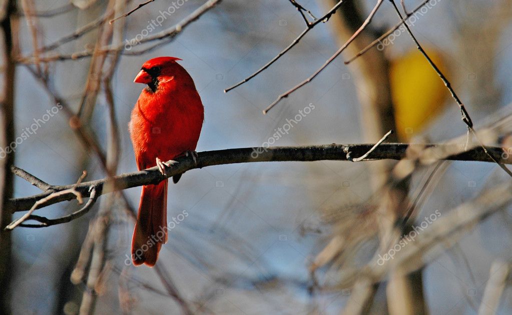 Cardinal Bird Stock Photo By Yanc