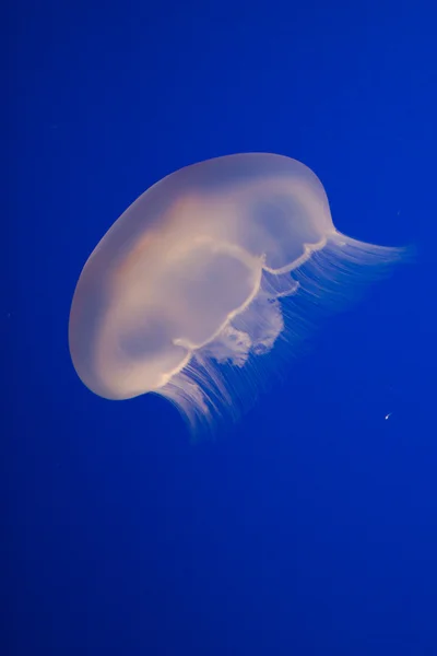 Moon or Saucer Jellyfish