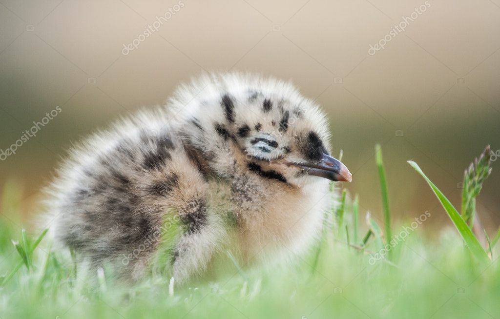 Cartoon Baby Seagull