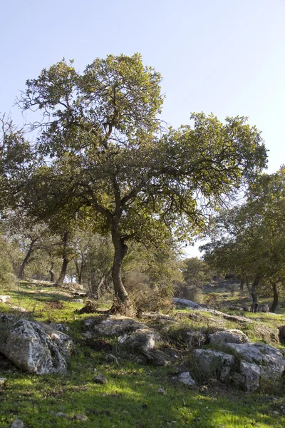 Tabor de carvalho na Galilénia.Israel — Fotografia de Stock