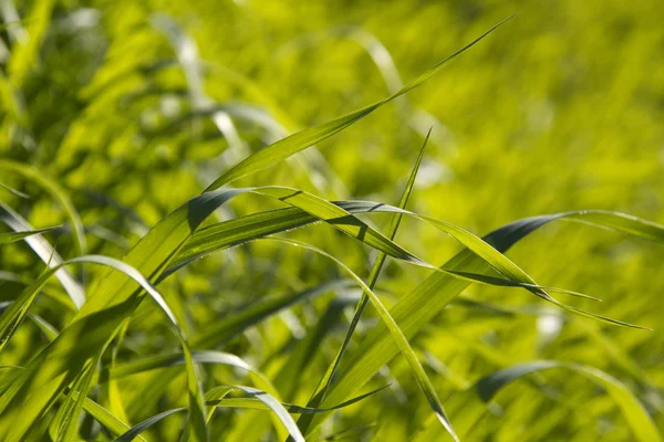 stock image Green grass background