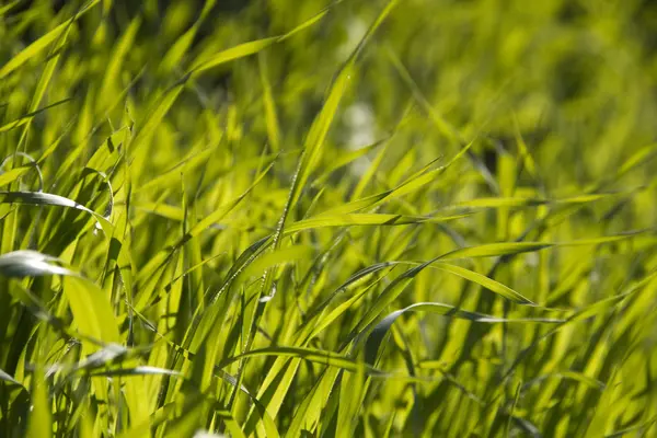 stock image Green grass background