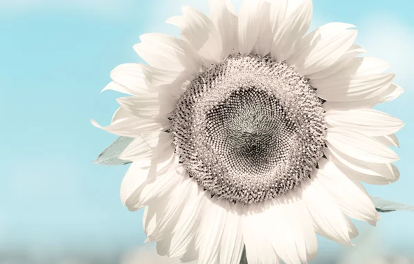 섬세 한 꽃 — 스톡 사진