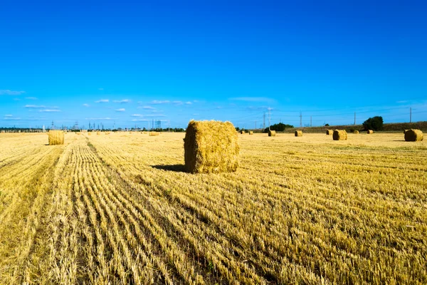 Сільськогосподарське поле з тюками сіна — стокове фото
