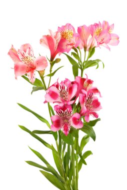 Bouquet of lilies clipart