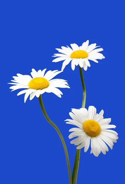 Белые ромашки, изолированные на синем фоне — стоковое фото