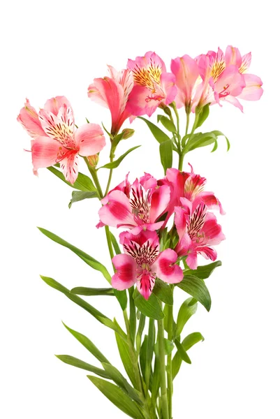 stock image Bouquet of lilies