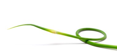 Fresh garlic scape on white background clipart