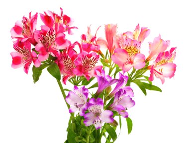 Zambak (alstroemeria buket)