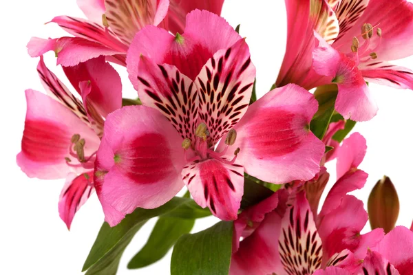 stock image Lilies (alstroemeria) close-up view.