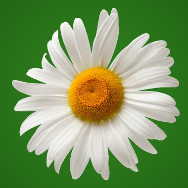 Chamomile isolated on green background clipart