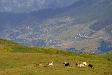 Kafkas Dağları'nda yeşil çayır üzerinde otlatma inek