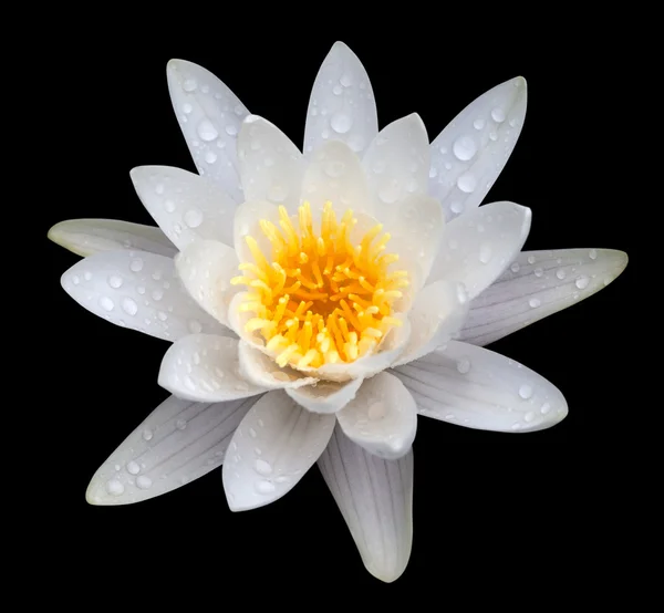 stock image Victoria amazonica, water lilie