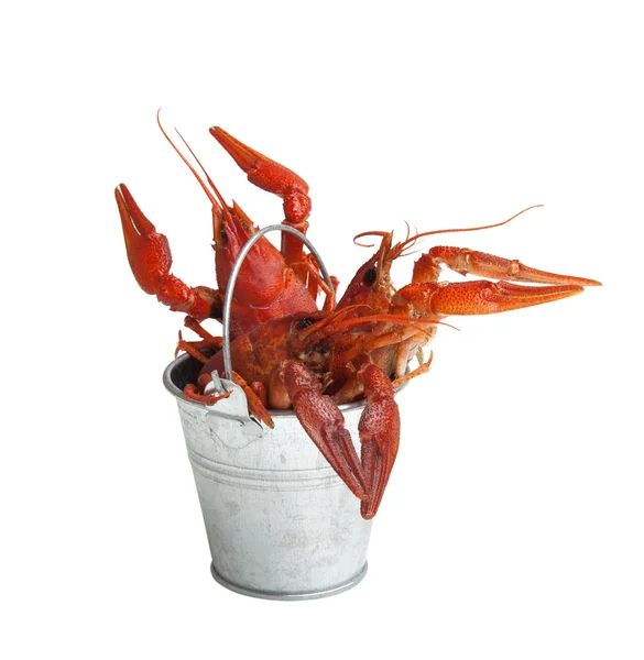 Balde de lata da lagosta cozida — Fotografia de Stock