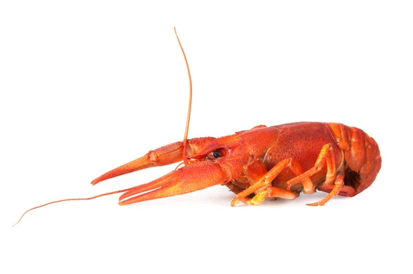 Uma lagosta cozida — Fotografia de Stock