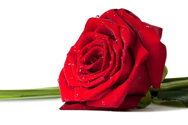 Rosa roja con gotas de agua —  Fotos de Stock