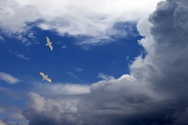 Наведите две чайки в небе — стоковое фото