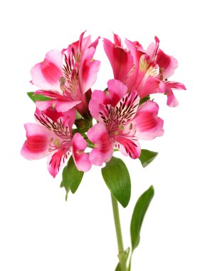 alstroemeria tomurcuk