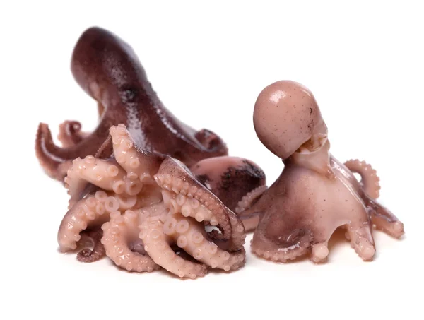 stock image Three small octopus on white background