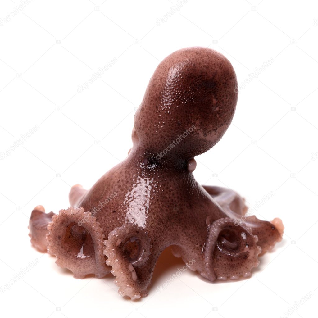 Small octopus on white background