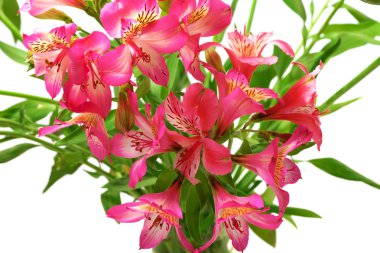 Zambak (alstroemeria) beyaz arka plan üzerinde