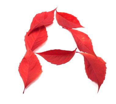 Letter A composed of red autumn virginia creeper leaves clipart