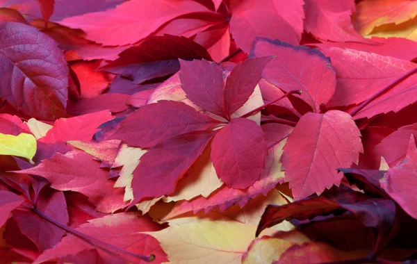 stock image Background of red autumn leaves