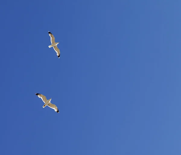Två fiskmåsar hover i klar himmel — Stockfoto