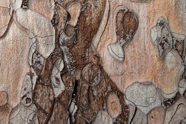 Texture en bois. Pin de Crimée . — Photo
