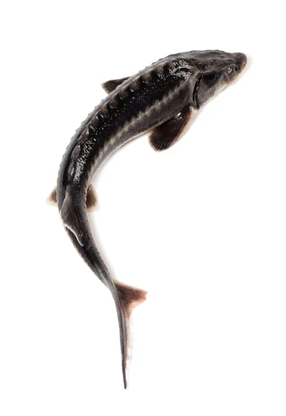 Sterlet świeżych ryb na białym tle — Zdjęcie stockowe