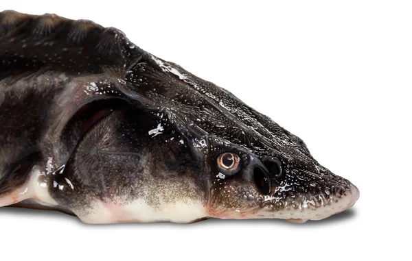 Cabeça de peixe sterlet sobre fundo branco — Fotografia de Stock