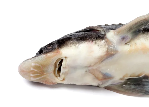 Testa di pesce morto sterlet su sfondo bianco — Foto Stock