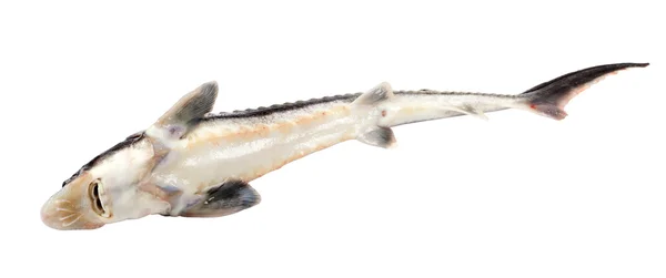 Peixe morto Acipenser ruthenus — Fotografia de Stock