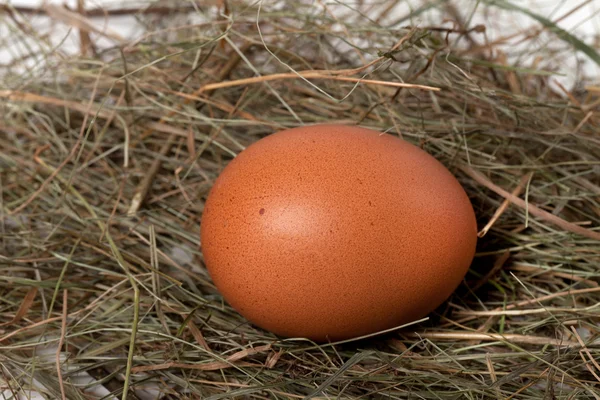 Chicken egg in nest — Stock Photo, Image
