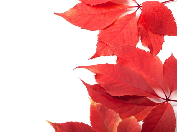 Herfst bladeren achtergrond met kopieerruimte — Stockfoto
