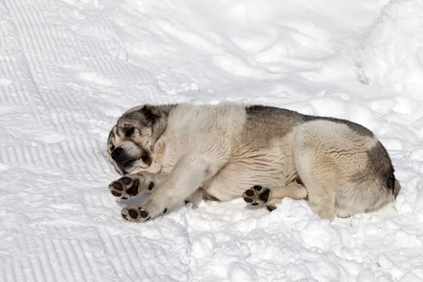 Hund schläft auf Schnee — Stockfoto