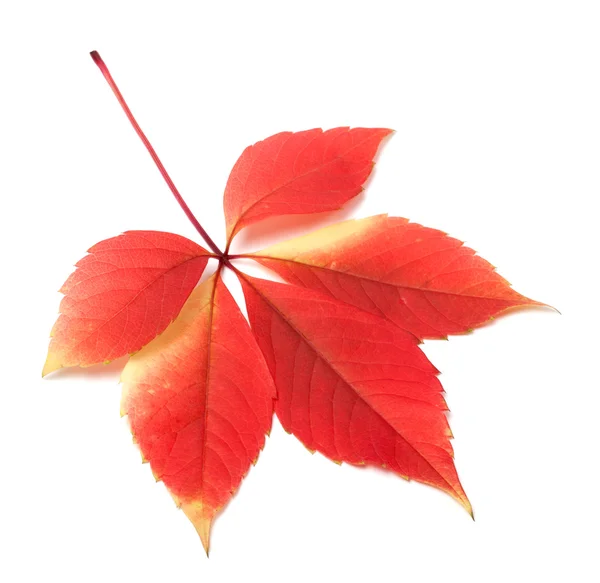 Herfst blad op witte achtergrond — Stockfoto