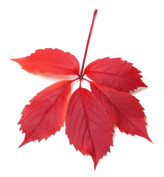 Otoño rojo virginia hojas enredaderas —  Fotos de Stock