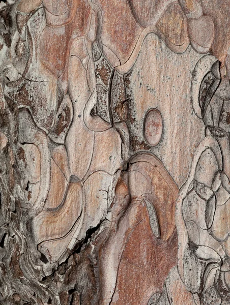Wooden texture — Stock Photo, Image