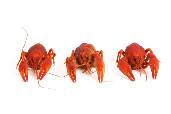 Tres cangrejos cocidos —  Fotos de Stock